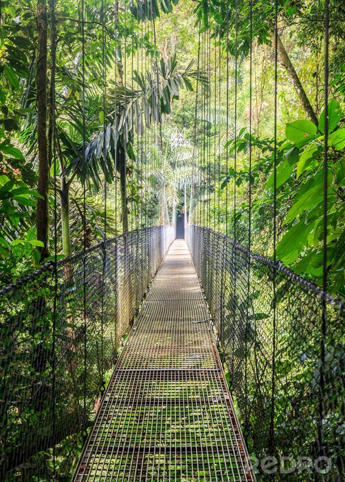 Poster  Pont de singe au-dessus de la jungle