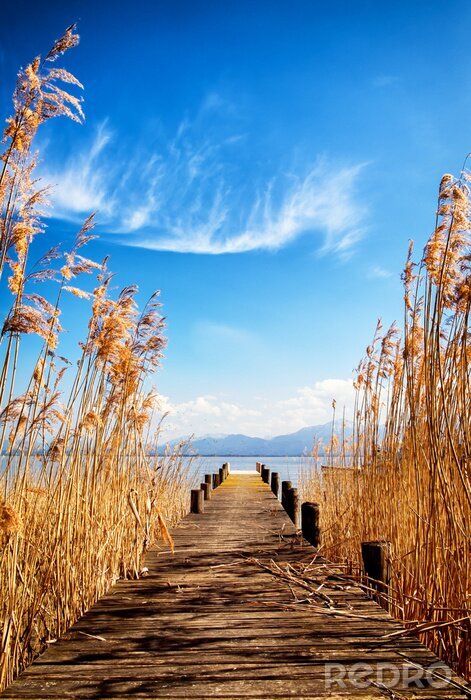 Poster  Pont entre de grands roseaux