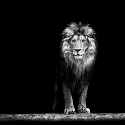 Poster  Portrait, beau, lion, lion, sombre