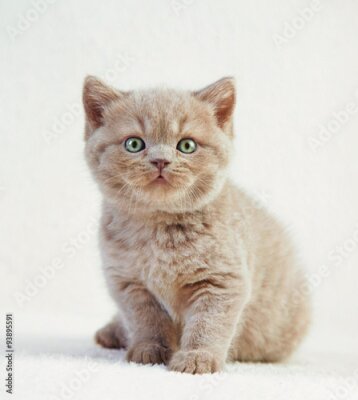 Poster  Portrait d'un chat britannique