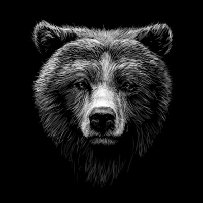 Poster  Portrait d'un ours sur fond noir