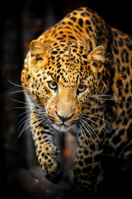 Poster  Portrait d'animal léopard