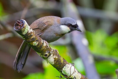 Portrait d'un charmant oiseau