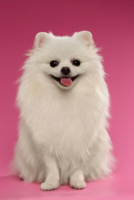 Poster  Portrait d'un chien mignon