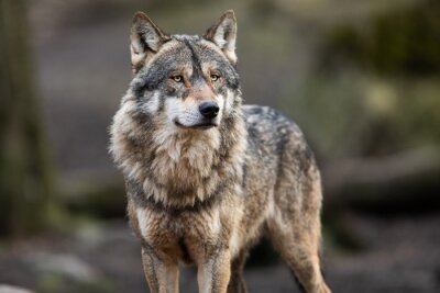 Portrait d'un loup gris dans la forêt