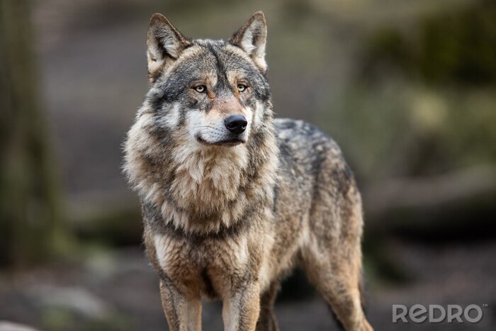Poster  Portrait d'un loup gris dans la forêt