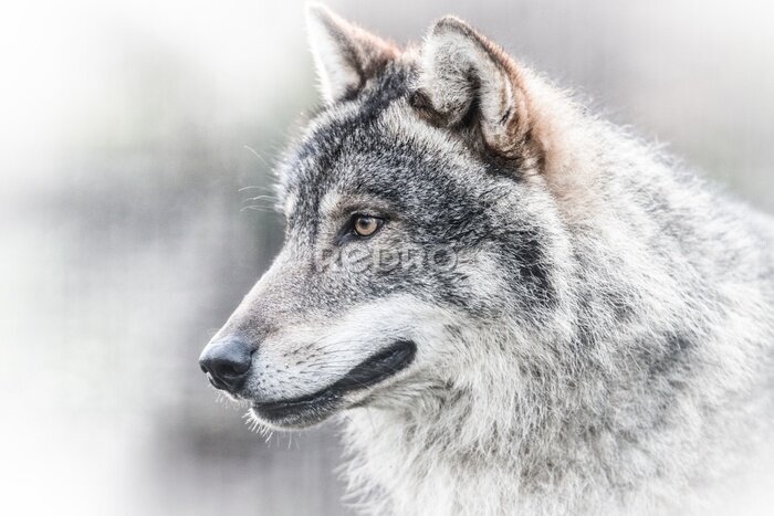 Poster  Portrait d'un loup gris foncé