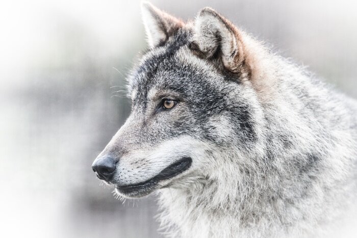 Poster  Portrait d'un loup gris foncé