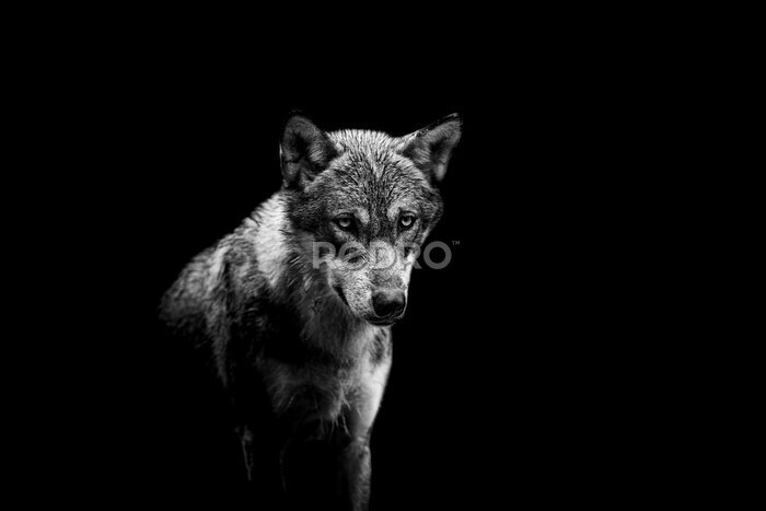 Poster  Portrait d'un loup sur un fond noir