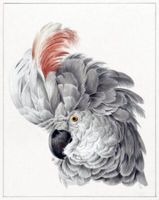 Poster  Portrait d'un perroquet