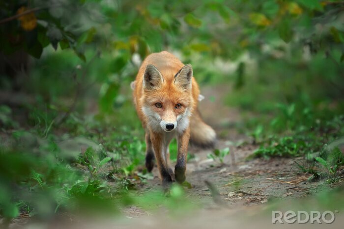 Poster  Portrait d'un renard roux (Vulpes vulpes)