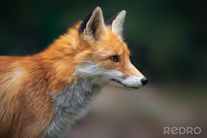Poster  Portrait d'un renard roux (Vulpes vulpes)