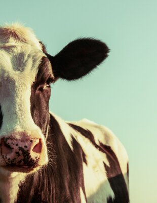 Poster  Portrait d'une vache Holstein