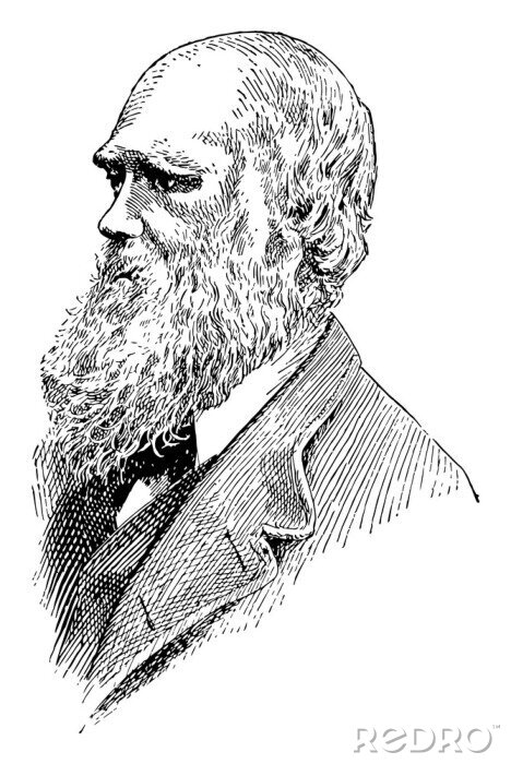 Poster  Portrait de Charles Darwin