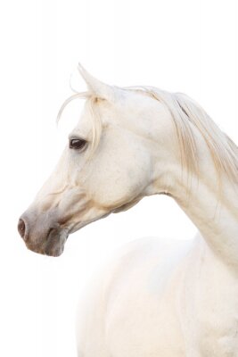 Portrait de cheval arabe blanc