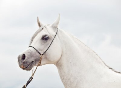 Portrait de cheval bridé