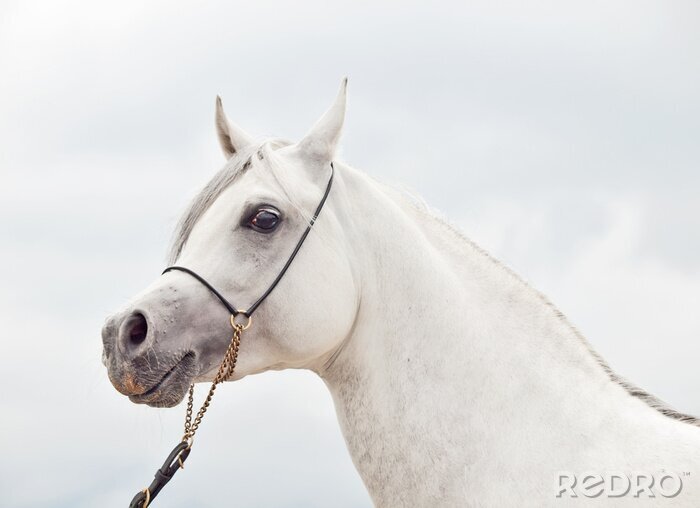 Poster  Portrait de cheval bridé