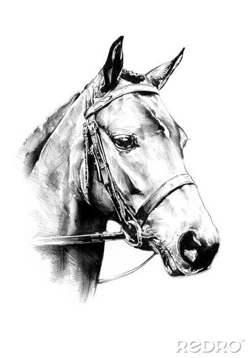 Poster  Portrait de cheval croquis