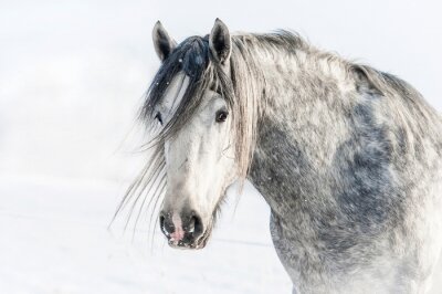 Portrait de cheval en hiver