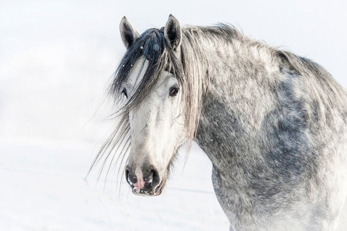 Poster  Portrait de cheval en hiver