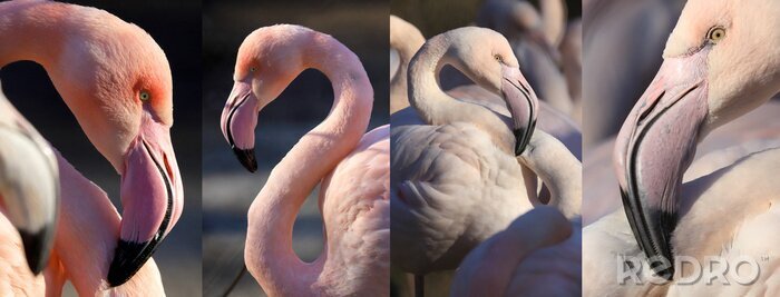 Poster  Portrait de flamant roses en quatre versions