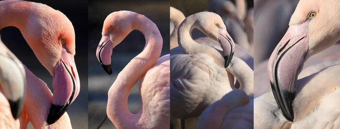 Poster  Portrait de flamant roses en quatre versions