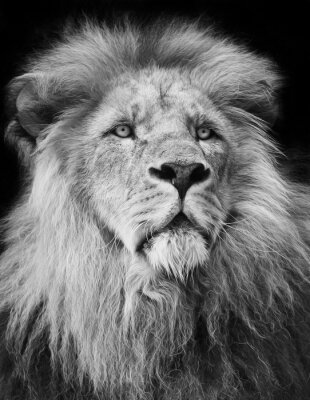 Poster  portrait de lion majestueux en noir et blanc;