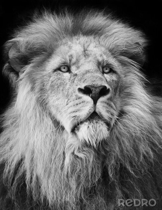 Poster  portrait de lion majestueux en noir et blanc;