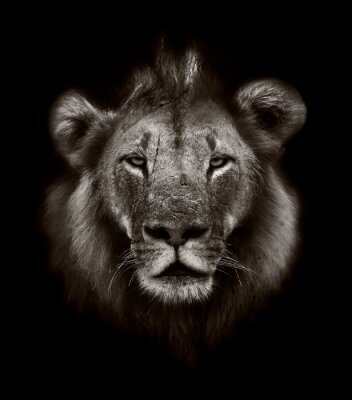 Portrait de lion sépia