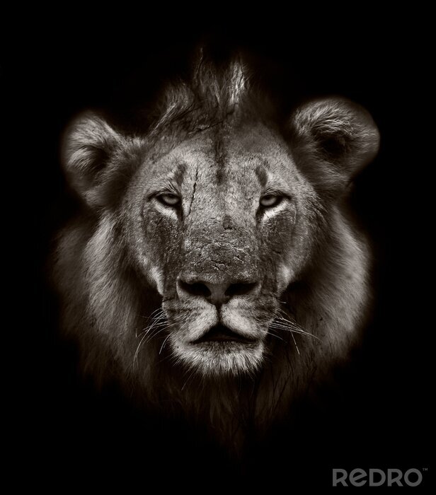Poster  Portrait de lion sépia