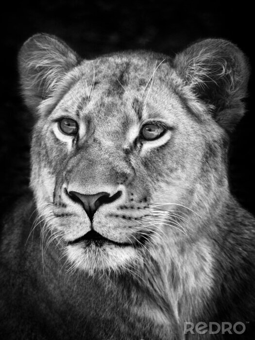 Portrait de lionne en noir et blanc