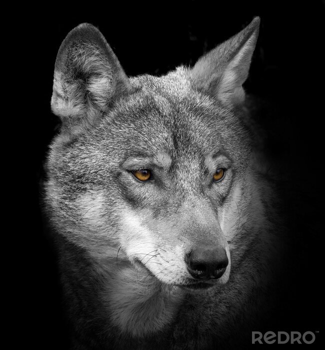 Poster  Portrait de loup gris