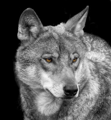 Portrait de loup gris sur fond foncé