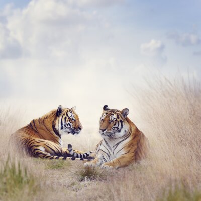 Portrait de tigres dans la savane