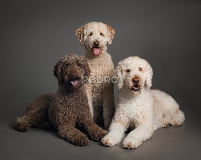 Poster  Portrait de trois chiens de race pure