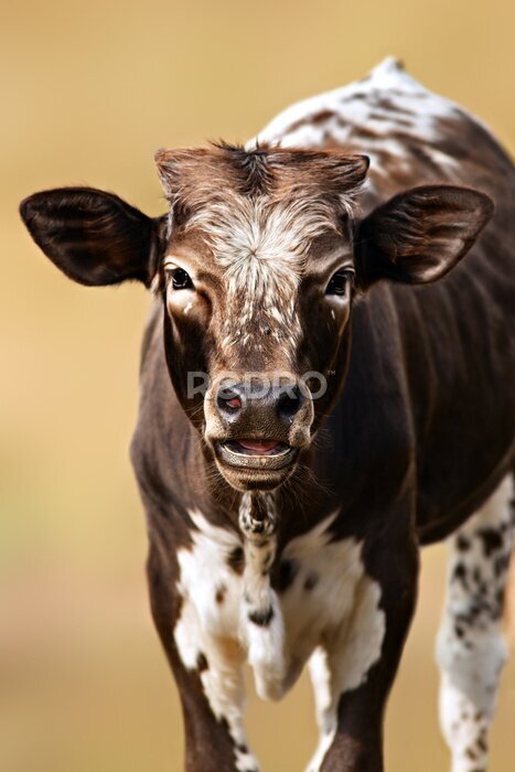 Poster  Portrait de vache en 3D