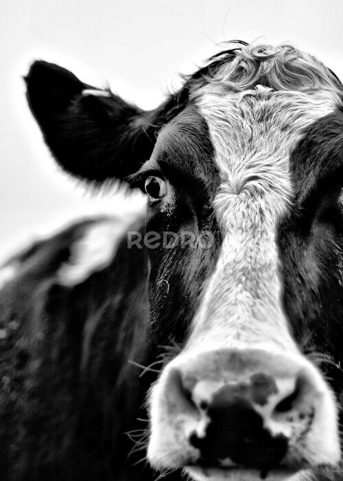 Poster  Portrait en noir et blanc d'un bovin