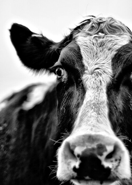 Poster  Portrait en noir et blanc d'un bovin