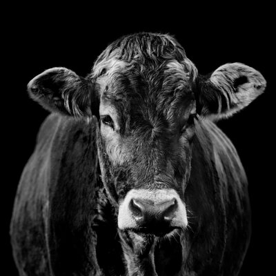 Portrait en noir et blanc d'une vache