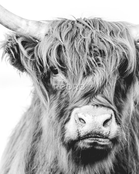Poster  Portrait en noir et blanc d'une vache à poils longs