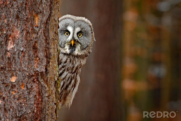 Poster  Portrait of Great grey owl, Strix nebulosa, hidden behind tree trunk in the winter forest, with yellow eyes. Wildlife scene from wild nature. Funny image with owl.