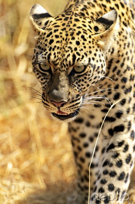 Poster  Portrait panthère au zoo