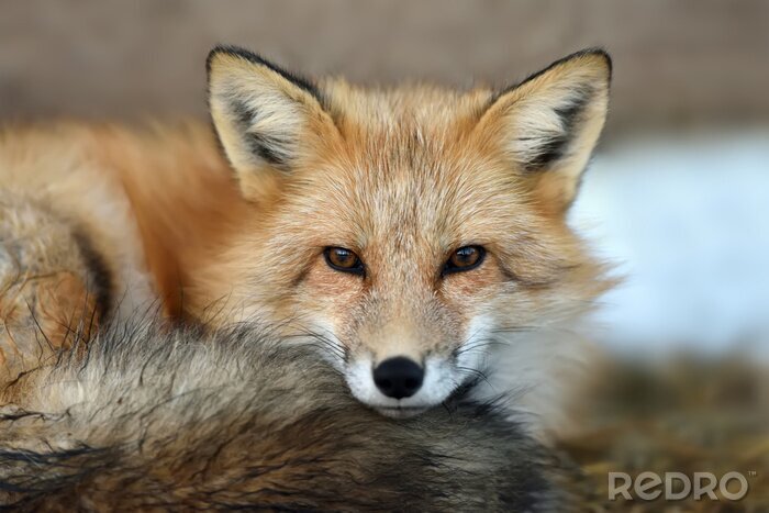 Poster  portrait Red fox