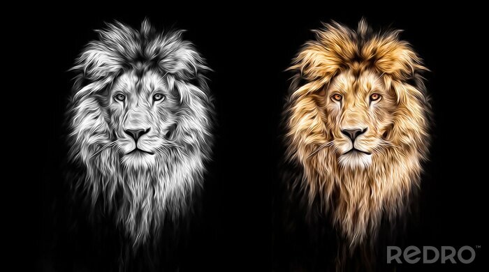Poster  Portraits de lions dorés et gris