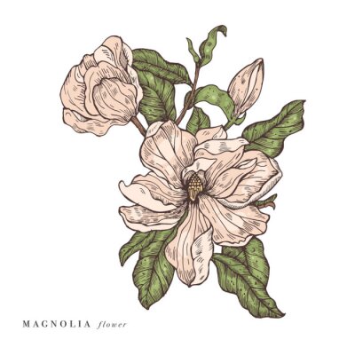 Poster  Poudre de magnolia aux feuilles froissées