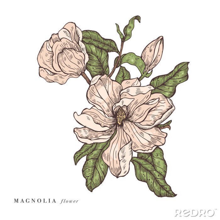 Poster  Poudre de magnolia aux feuilles froissées