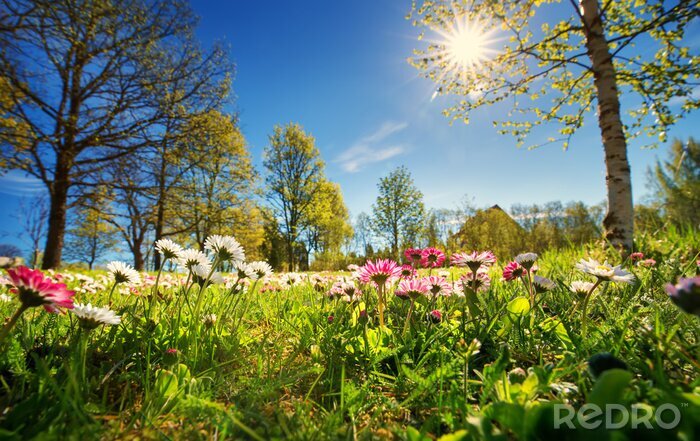 Poster  Prairie avec beaucoup de fleurs de marguerite de printemps blanc et rose en journée ensoleillée