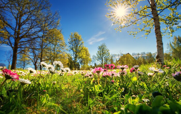 Poster  Prairie avec beaucoup de fleurs de marguerite de printemps blanc et rose en journée ensoleillée