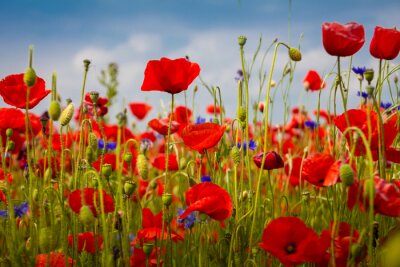 Prairie avec coquelicots et bleuets