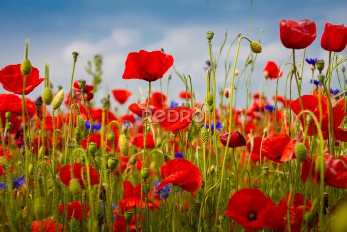 Poster  Prairie avec coquelicots et bleuets